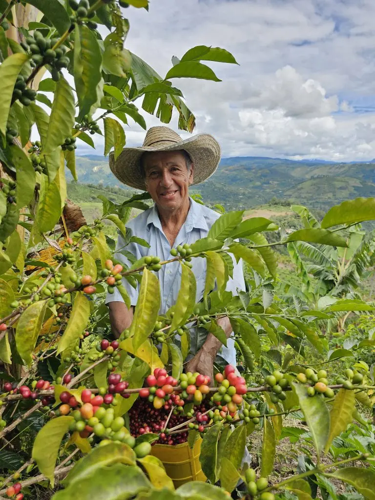 Coffee farmer selectively hand-picking ripe cherries in La Argentina, Huila, Colombia