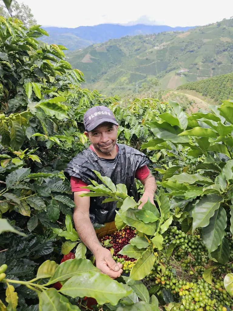 Experienced grower harvesting red coffee cherries in Huila, Colombia