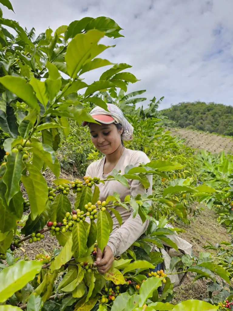 Woman carefully hand-picking ripe coffee cherries in Huila, Colombia