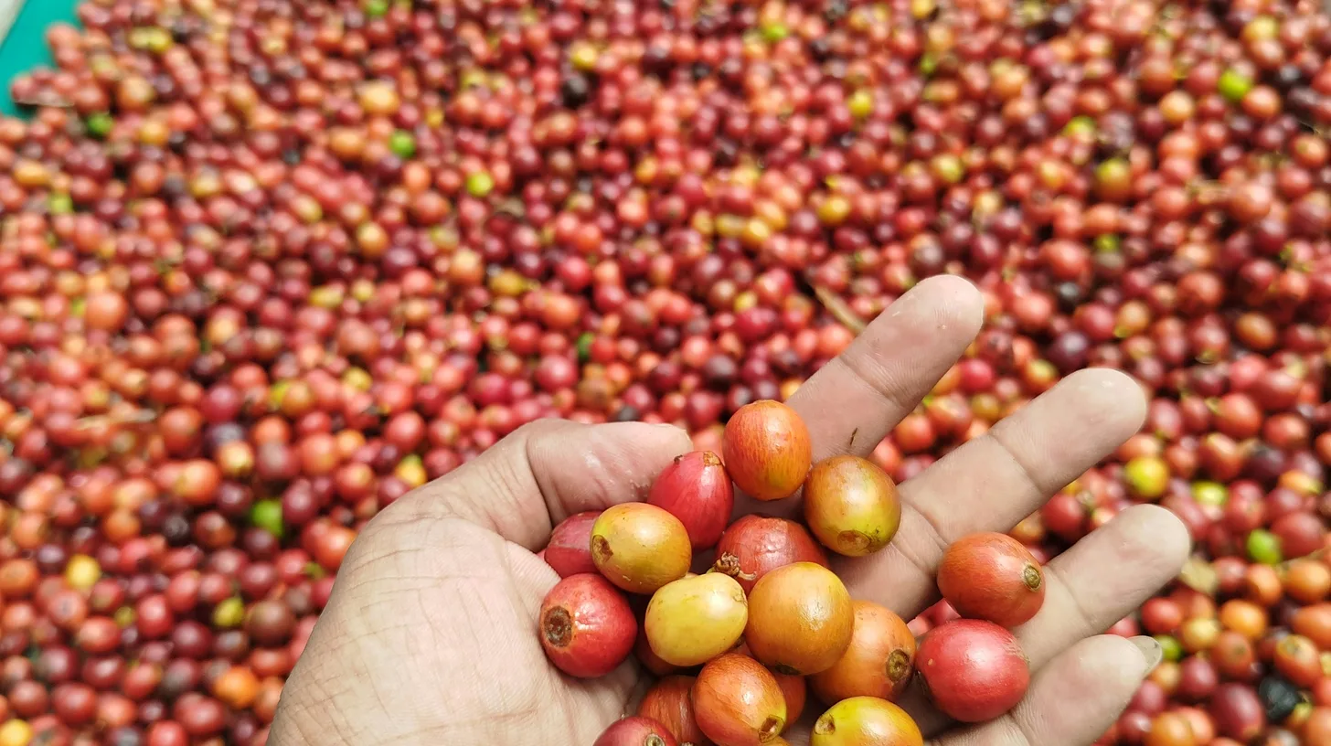A hand holding ripe coffee cherries above drying coffee beans